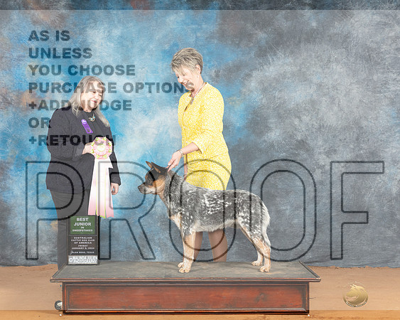 Australian Cattle Dog #16 Sat BJrSweeps Judge Malinda Julien-_JP_9760e-HR3