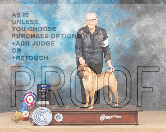 Chinese Shar Pei #18 Fri BOW Judge MARIA (LILY) RUSSELL _MMJ_2560-CCKC2021-HR3