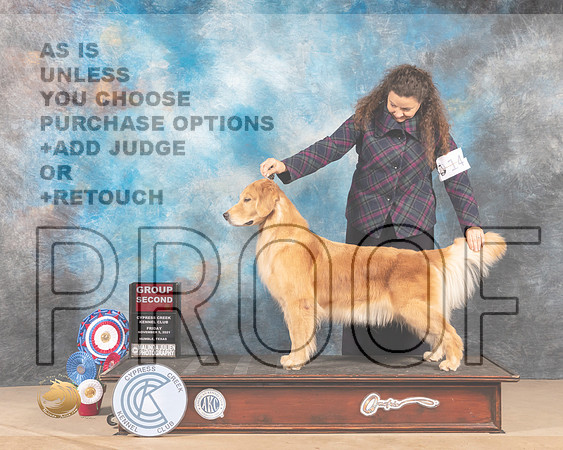 Golden Retriever #14 Fri G2 Judge Nena Dee_MMJ_2491-CCKC2021-HR3