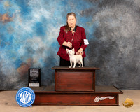 Chihuahua Long Coat #20 Sat SBMGCh Judge Peggy McIlwaine