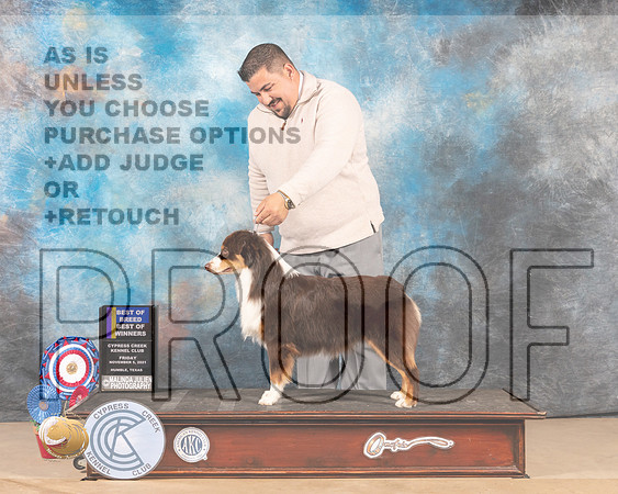 Miniature American Shepherd #7 Fri BOBBOW Judge MARIA (LILY) RUSSELL_MMJ_2563e-CCKC2021-HR3