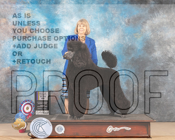 Poodle Std #17 Fri BOV BOW Judge SHALISA NEELY _MMJ_2673-CCKC2021-HR3