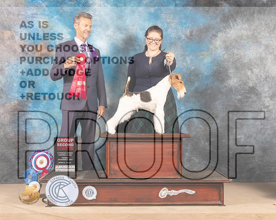 Wirehaired Fox Terrier #5 Fri G2 Judge DUFF M HARRIS_MMJ_2596-CCKC2021-HR3