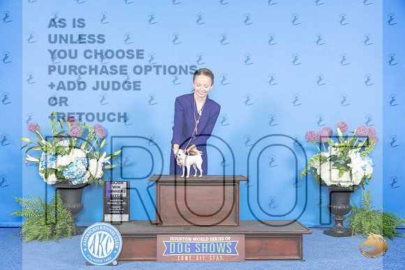 Chihuahua Smooth #12 THUR WBM Judge Sandra Lex__JP_7980_Houston_2024_HR3