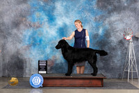 Flat Coat #7 Fri G4 Judge Pat Trotter
