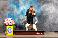 PBGV #6 THUR WB Major Judge Barara Alderman