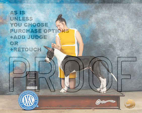 Great Dane #25 Fri PBOBG2 Judge Thomson Stanfield-MMJ_2941-Addison2022-HR3