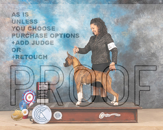 Boxer #20 Sat BOSWB Judge Diane Lindstrom_MMJ_2890-CCKC2021-HR3