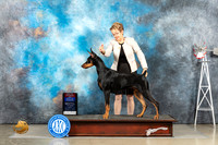 Doberman Pinscher #5 Sun WBBOWBOS Judge Joan Liebes