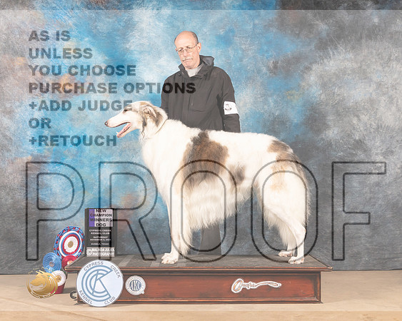 Borzoi #9 Sat WD Judge DEIRDRE PETRIE _MMJ_2960-CCKC2021-HR3