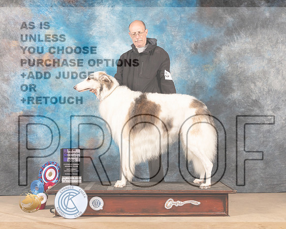 Borzoi #9 Sat WD Judge DEIRDRE PETRIE _MMJ_2966-CCKC2021-HR3