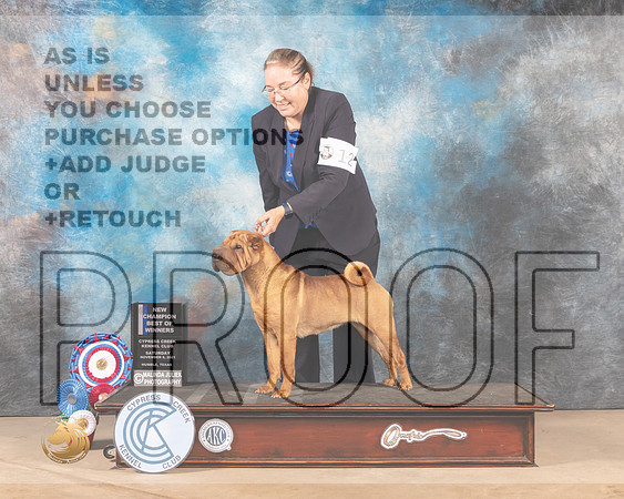 Chinese Shar Pei #12 Sat BOW Judge APRIL CLYDE_MMJ_2954-CCKC2021-HR3