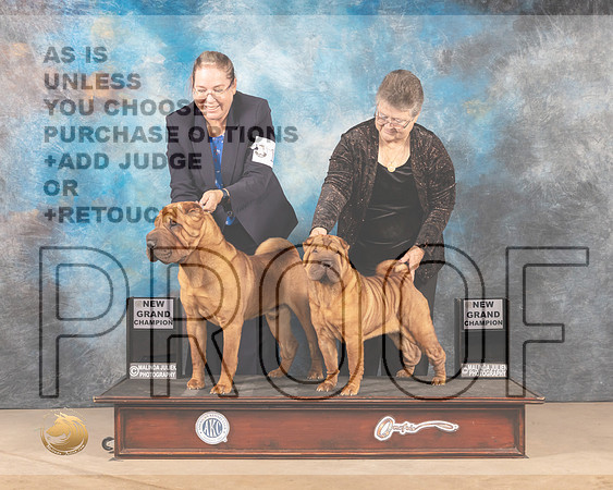 Chinese Shar Pei Domino Parker_MMJ_2946-CCKC2021-HR3
