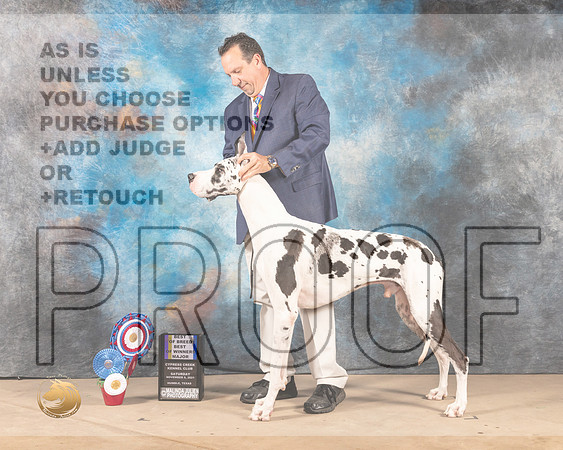 Great Dane #27 Sat BOB Judge DIANE R LANDSTROM _MMJ_3049-CCKC2021-HR3