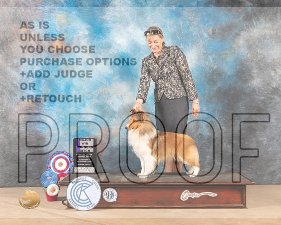 Shetland Sheepdog #34 Sat WB Judge JAMES S ALBRECHT_MMJ_3038-CCKC2021-HR3