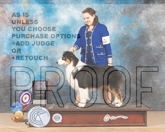 Australian Shepherd #11 Sat BOBBOWWD Judge James Albrecht_MMJ_3183-CCKC2021-HR3