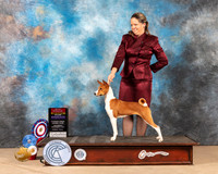 Basenji #14 Sat BOSWB Judge DEIRDRE PETRIE