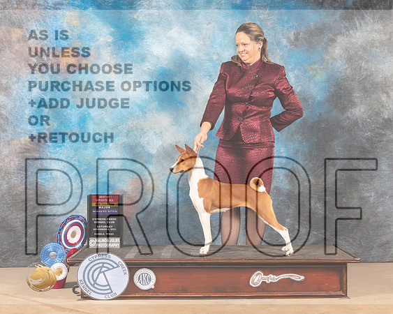 Basenji #14 Sat BOSWB Judge DEIRDRE PETRIE_MMJ_3186-CCKC2021-HR3