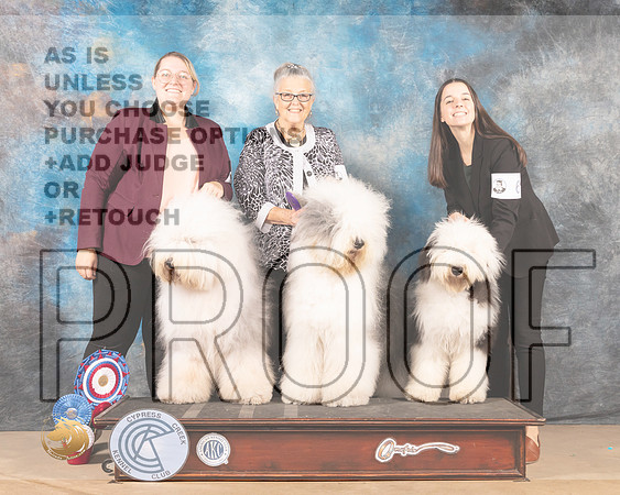 Old English Sheepdog Enid_MMJ_3148-CCKC2021-HR3