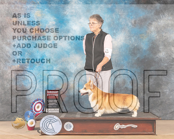 Pembroke Welsh Corgi #7 Sat G2 Judge _MMJ_3322-CCKC2021-HR3