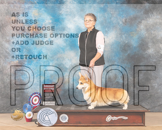 Pembroke Welsh Corgi #7 Sat G2 Judge _MMJ_3324-CCKC2021-HR3