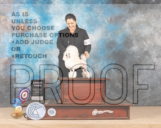Poodle Toy #24 Sat G3 Judge Nena Dee_MMJ_3377-CCKC2021-HR3