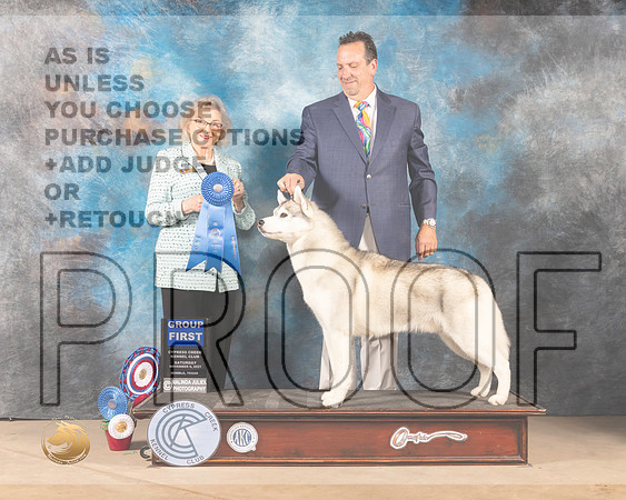 Siberian Husky #5 Sat G1 Judge Diane Landstrom_MMJ_3416-CCKC2021-HR3