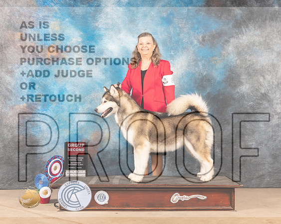 Alaskan Malamute #8 Sat G2 Judge Diane Landstrom_MMJ_3435-CCKC2021-HR3