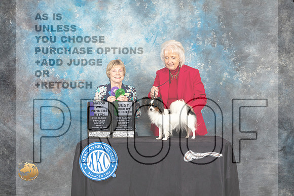 Papillon #24 Fri1 BBE Judge Sharon Masnick_MJ_9712_HstnTOY_2022_HR3