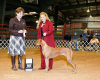 Rhodesian Ridgeback #6 Sat BOB