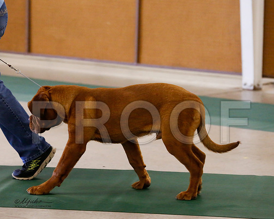 Dogue-8470-NormNov13-HR