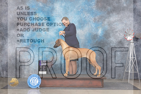 Rhodesian Ridgeback #16 Sun WB Judge Jon Cole__JP_6312_Amarillo_2024_HR3