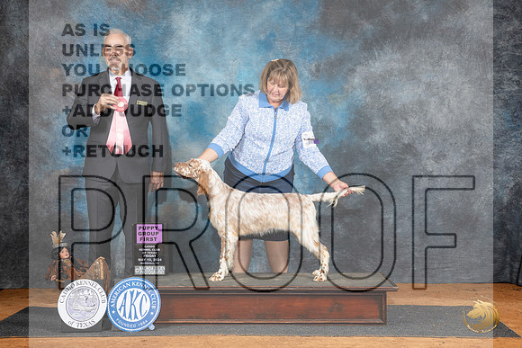 English Setter #10 Fri PG1 Judge Dale Martensen__JP_7289_MARSHALL_2024_HR3