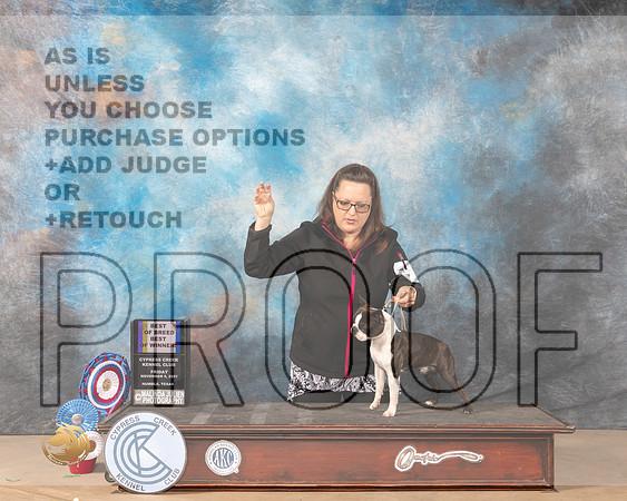 Boston Terrier #7 Fri BOBBOW Judge Shalisa Neely r_MMJ_3765-CCKC2021-HR3