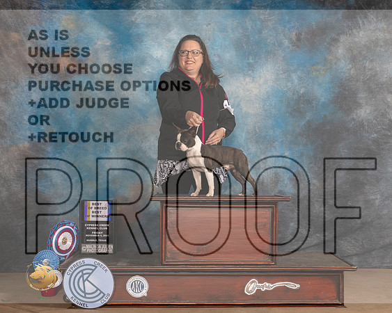 Boston Terrier #7 Fri BOBBOW Judge Shalisa Neely r_MMJ_3773-CCKC2021-HR3
