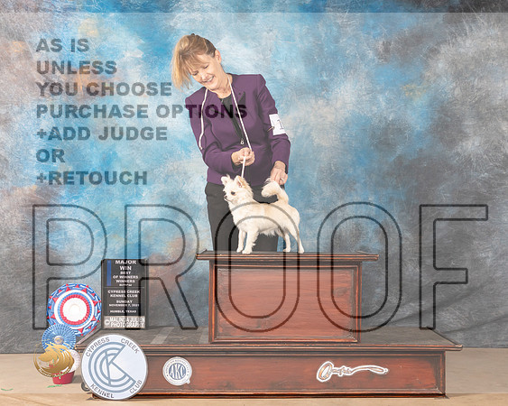 Chihuahua Long Coat #12 Sun BOW Judge Diane Landstrom_MMJ_3784-CCKC2021-HR3