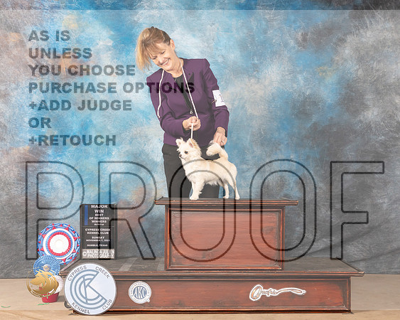 Chihuahua Long Coat #12 Sun BOW Judge Diane Landstrom_MMJ_3783-CCKC2021-HR3