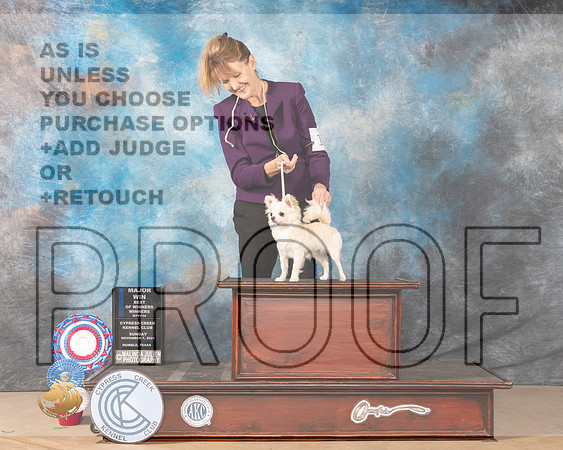 Chihuahua Long Coat #12 Sun BOW Judge Diane Landstrom_MMJ_3788-CCKC2021-HR3