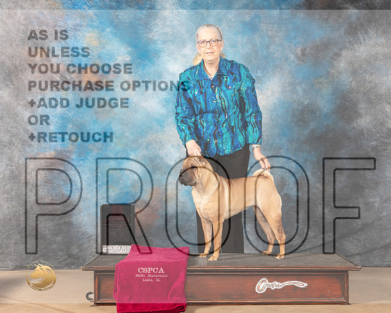 Chinese Shar Pei Holly Fuller_MMJ_3680-CCKC2021-HR3