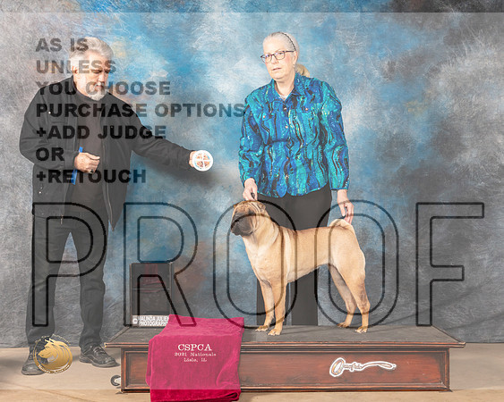 Chinese Shar Pei Holly Fuller_MMJ_3685-CCKC2021-HR3