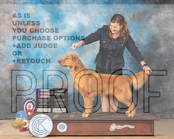 Golden Retriever #20 SAT WB Judge Barbara Burns r_MMJ_3690-CCKC2021-HR3