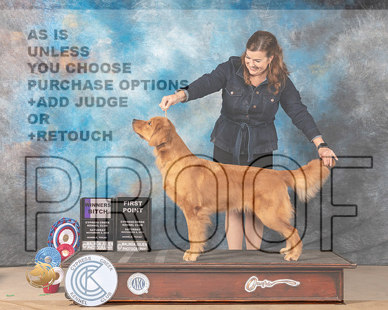 Golden Retriever #20 SAT WB Judge Barbara Burns r_MMJ_3692-CCKC2021-HR3