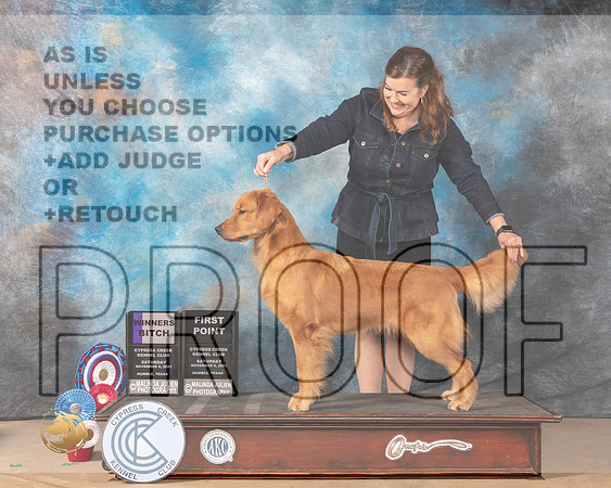 Golden Retriever #20 SAT WB Judge Barbara Burns r_MMJ_3693-CCKC2021-HR3