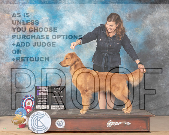Golden Retriever #20 SAT WB Judge Barbara Burns r_MMJ_3694-CCKC2021-HR3