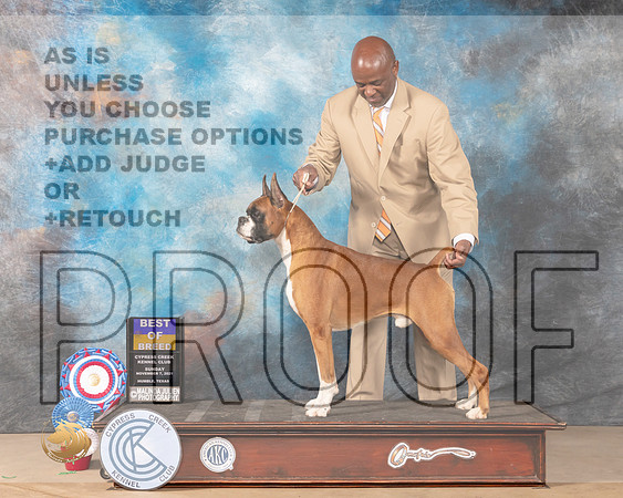 Boxer #21 Sun BOB Judge Shalisa Neely_MMJ_3779-CCKC2021-HR3