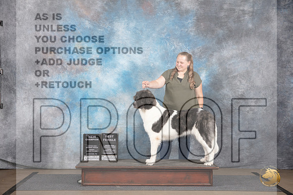 Pyrenean Mastiff #245 Fri BF NCh Judge Malinda Julien__JP_2356_LongviewTX_2024_HR3