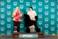 Poodle Std #405 Sun G2 Judge Kathie Short
