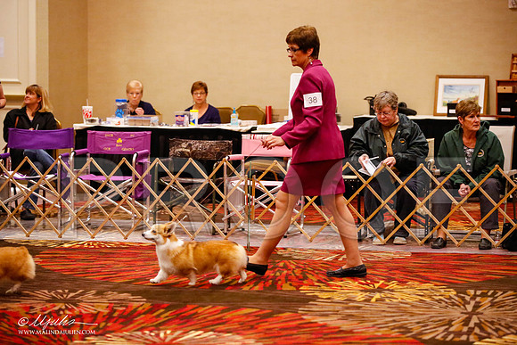 _JJ_0126-HstnCorgiFeb2015-HR3