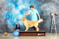Golden Retriever #20 WB Judge Jill Warren