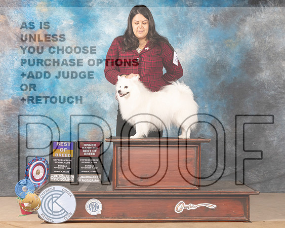 American Eskimo #8 Sun BOB Judge KENNETH H LEVISON _MMJ_3829-CCKC2021-HR3